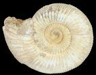 Perisphinctes Ammonite - Jurassic #54266-1